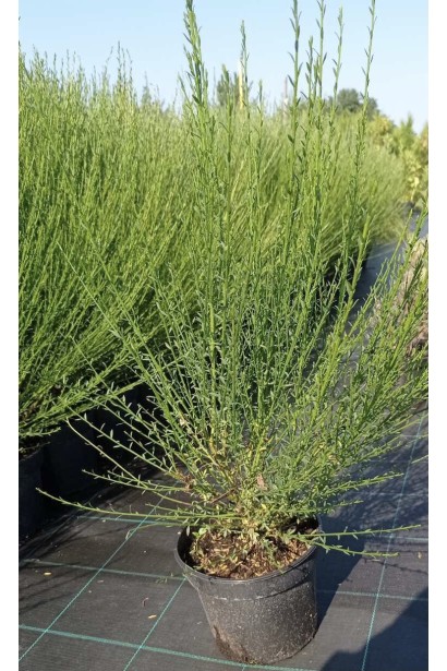 Рокитник ранній Боскоп Рубі (рубіновий) - 0,5-3л/вис.20-25см/Ø15-20см